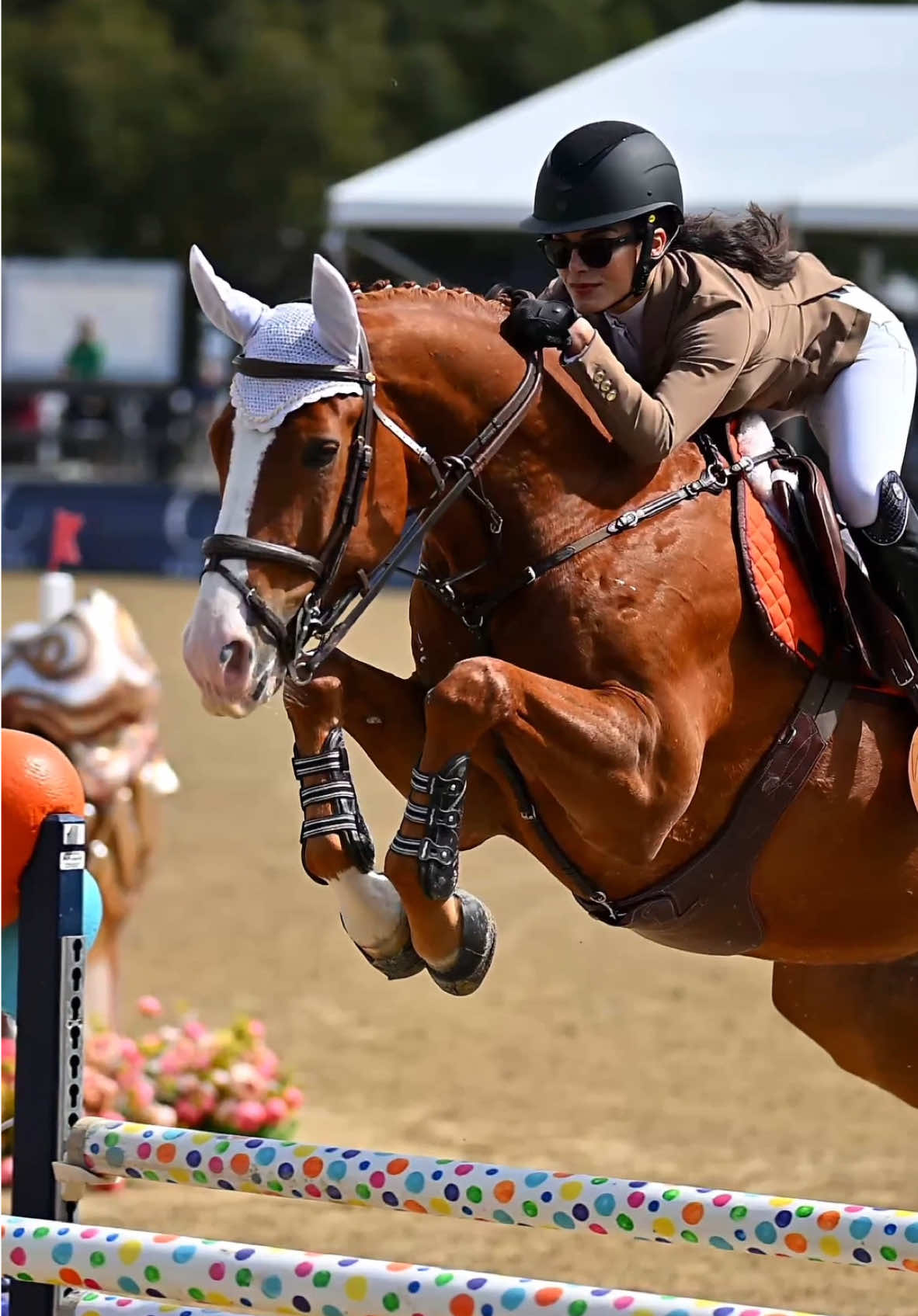 maybe the coolest horse of all time but I could be totally biased  🧡🍊🦁 #equestrian #horsegirl #horselover #equestriansoftiktok #horsesoftiktok #equestrianlife #horsebackriding #equestrianstyle #showjumping #horseshow 