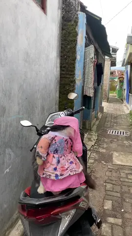 teu kuat ningali si embul gusti 😭😭😭 #kucing #kucinglucu #fyp #kucingtiktok 