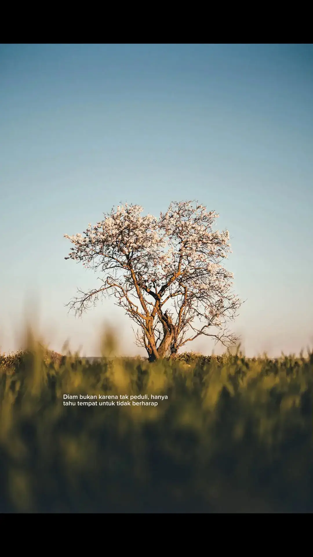 ... Berikut langkah-langkah membuat ayam rica-rica yang pedas, gurih, dan wangi khas masakan Manado 👇 📝Bahan-bahan: 500 gram ayam (potong sesuai selera) 3 lembar daun jeruk 1 batang serai (geprek) 1 ruas lengkuas (geprek) 2 batang daun bawang (iris kasar) 2 sdm minyak goreng Garam, gula, dan penyedap secukupnya Bumbu halus: 10 cabai merah keriting 5 cabai rawit merah (sesuaikan selera pedas) 5 siung bawang merah 3 siung bawang putih 1 ruas jahe 1 ruas kunyit 🍳 Langkah-langkah membuatnya: Rebus ayam sebentar Rebus potongan ayam selama ±5 menit agar kotorannya hilang, lalu tiriskan. Tumis bumbu halus Panaskan minyak, tumis bumbu halus hingga harum dan matang. Masukkan daun jeruk, serai, dan lengkuas, aduk hingga wangi keluar. Masukkan ayam Tambahkan potongan ayam ke dalam tumisan. Aduk hingga ayam terbalut rata dengan bumbu dan berubah warna. Tambahkan air Tuang air secukupnya (±200 ml), masak hingga ayam empuk dan bumbu meresap. Bumbui Tambahkan garam, gula, dan penyedap sesuai selera. Aduk rata, cicipi rasanya. Tambahkan daun bawang Masukkan daun bawang, aduk sebentar hingga layu. Angkat dan sajikan Sajikan ayam rica-rica panas-panas dengan nasi putih hangat 🍚🔥 Semoga resep ini bermanfaat😊#foryoupage #4u #galaubrutal 