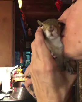 I love all my babies! 🐿🍑 #floridalife #squirrelsoftiktok #wildlife #squirrels #creatorsearchinsights 