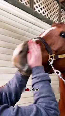 🐎 Ngựa thật thú vị #khampha #thuvi #dongvat #ngựa #fyp 