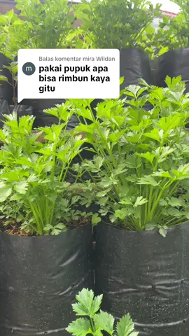 Membalas @mira Wildan bibit juga berpengaruh penting untuk rimbun nya tanaman seledri #hobiberkebun #berkebundirumah #fyp 