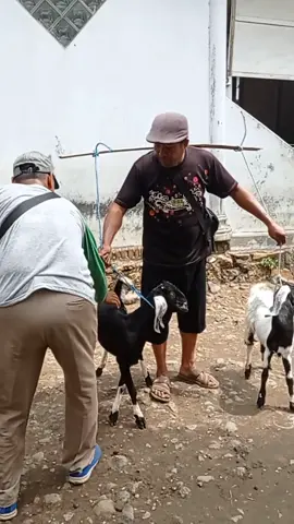 jare wayah.e mbayar Mbah BRI 😭