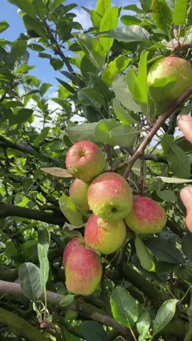 Petik apel sepuasnya dan makan sepuasnya #petikapel #petikapelbatumalang #wisatapetikapel #kotabatu 