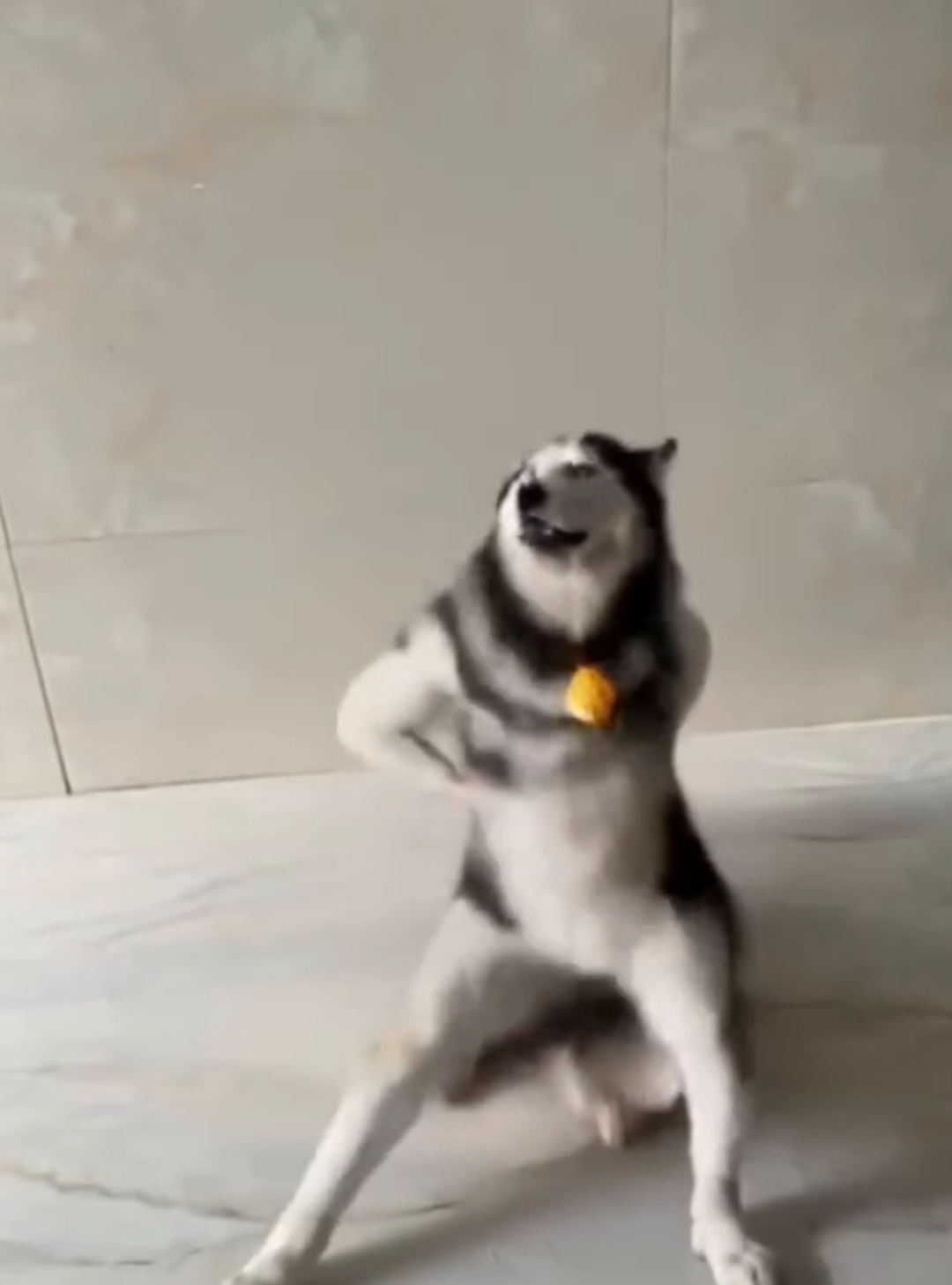 Hah? 🗿 #huskydancing #bangladeshtiktok #dramaindia #dramaprindavan #pakistani_tik_tok 