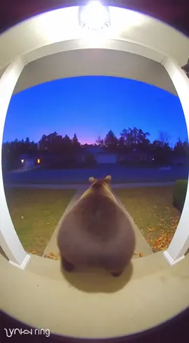 #ringdoorbell #deertiktok #fyp #ring 