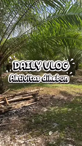 Jangan dihujat baru pemula masih belum pede😭🫰🏻#dailyvlog #pemulatiktok #kebunsawitsumatera #aceh #gadisdesa 