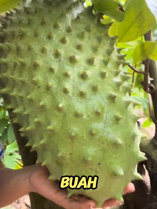 Solusi utk mengurangkan keguguran buah durian belanda. Pokok perlu nutrisi yg cukupi ngam dgn bajanya. #buahbuahan #durianbelanda #baja #bajapaksabuah #petanibangga 