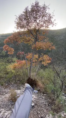 chào đón buổi sáng đầu tuần bằng em siêu phảm thôi các bác. mời các bác thưởng lãm tác phẩm tự nhiên #bonsai 