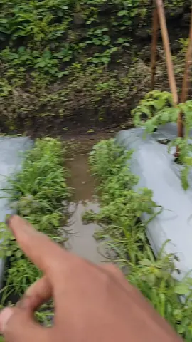 wes mboh mumet kangg🙃 #masukberanda #fyppppppppppppppppppppppp #petanimuda #petaniindonesia🇮🇩🇮🇩🇮🇩🌿🌿 #xyzbcafypシ 