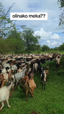 this Monday morning, have taken time to think about what exactly u need to get to ur next step!?? have seen your life change??? but have u tried what u have never tried!??? #GODisOurCEO #YPABees #YPAGoats #ypamaize #mbuzichoma 