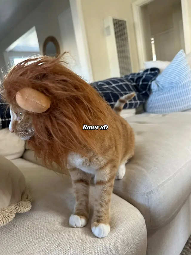 Rawr 🦁  #halloween #catcostume #orangecat 