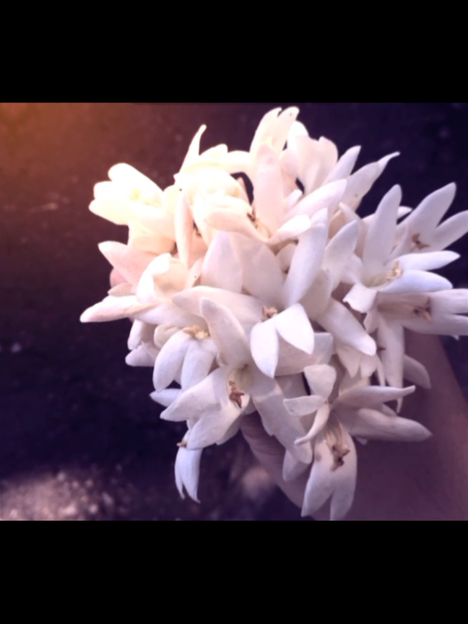 တစ်စုံတစ်ယောက်ကြောင့် ချစ်ခဲ့မိတဲ့ပန်းလေးတွေပေါ့။ ဧကရာဇ်ပန်းတွေက ဆောင်းရာသီကိုကြိုဆိုတဲ့ပန်းတဲ့ #fiction #fic #wattpad #wattpadforyourpage 