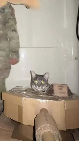 I think we’re ready… #army #tank #catsoftiktok 