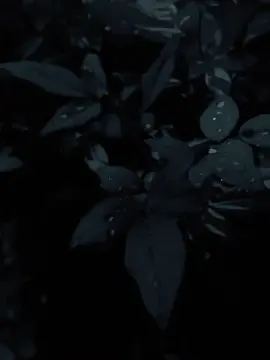 #CapCut #dianastemplate #foryou #sw #fyp 