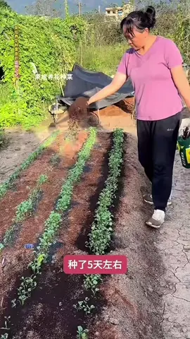 Phân bò hữu cơ đã qua xử lý để trồng cây #phanbohuuco #phanbodaquaxuly #phanbonchocaytrong 