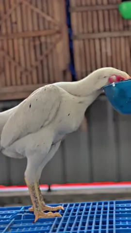 Jimt white🥁🥁🥁 #fyppppppppppppppppppppppp #ayambangkokindonesia #penikmatproses #peternakayam 