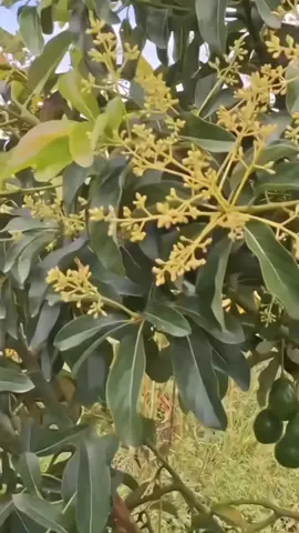 Pupuk pelebat buah alpukat  #avocado #alpukat #boosteralpukat #pupukalpukat #petanialpukat 