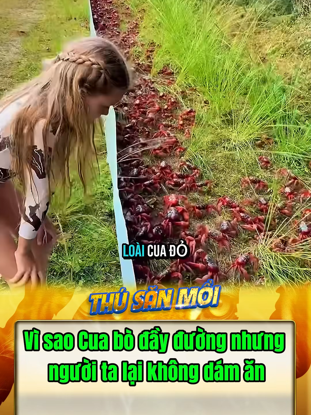 Vì sao cua bò đầy đường nhưng người ta lại ko dám ăn #dongvat #animals #cuado #thegioidongvat