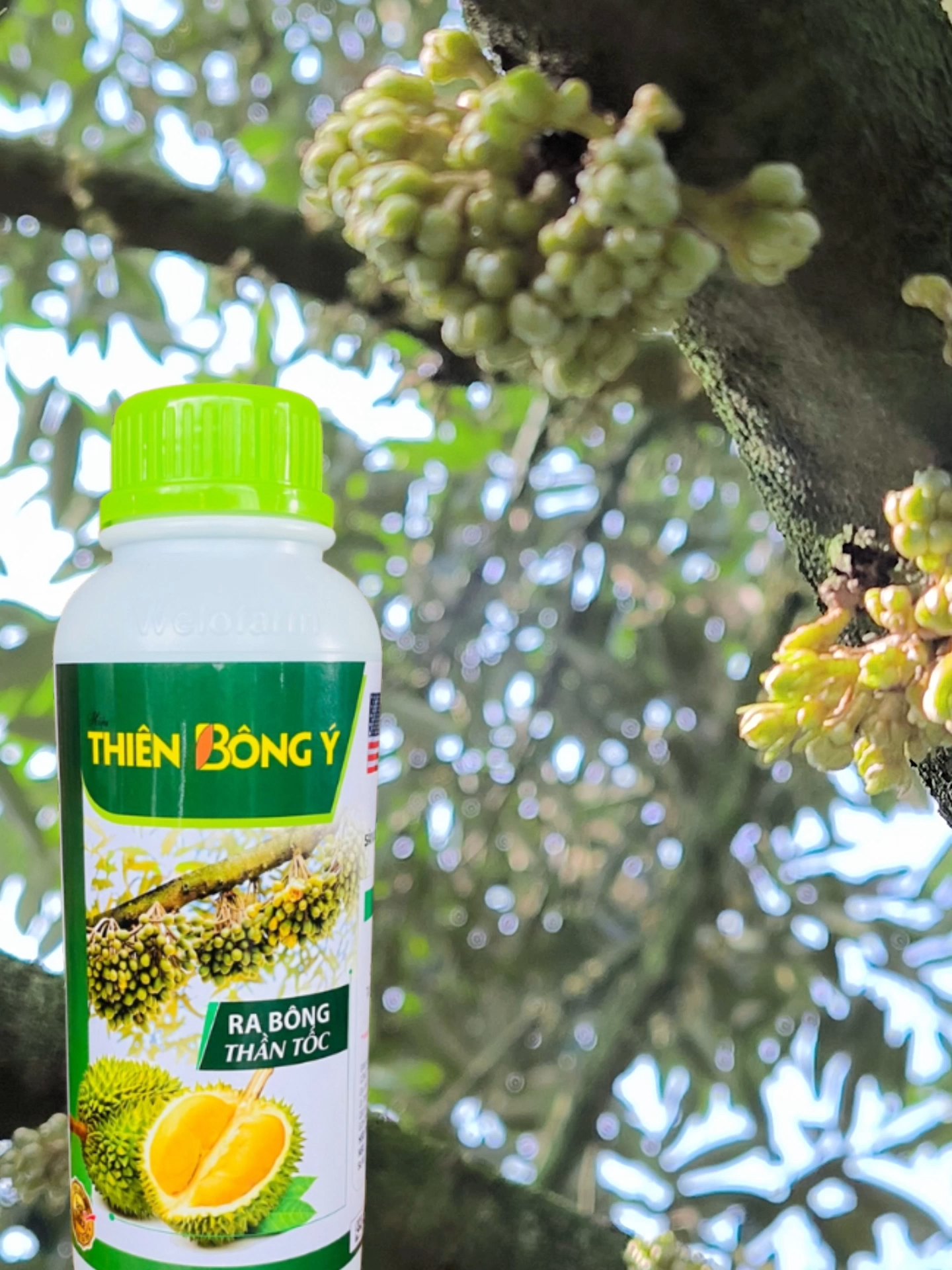 THIÊN BÔNG Ý - KÍCH BÔNG MÙA MƯA - PHUN CHỖ NÀO RA BÔNG CHỖ ĐÓ