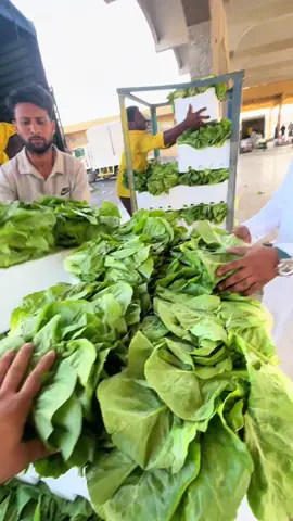 #اليمن🇾🇪المملكة🇸🇦 