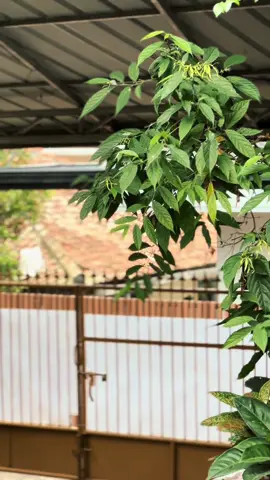 Birunya cinta💙🥰 #rxking  #rxking135  #rxkingbandung  #rxkingindonesia  #rxkingnusantara  @TOTAL KINGS 