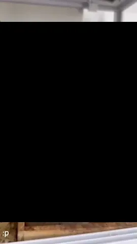 i dunno what happend to the audio dont mind it plz#xyzbca #fy #fyp #prairiedog #groundsquirrel 