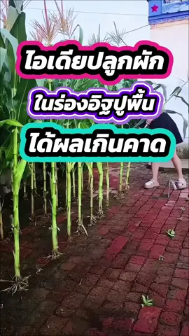 ปลูกผักสวนครัวในร่องระหว่างอิฐปูพื้น#ปลูกผักสวนครัว #สวนผักข้างบ้าน #ปลูกผักกินเอง #ปลูกผักปลอดสารพิษ #สวนผักหลังบ้าน 