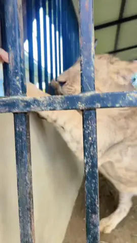 แสบทุกวัน🥰#เกมส์กลบเกลื่อน🥰🥰🥰 #เกมส์สนุกสนาน #เกมส์น่ารัก #เกมส์เอง 