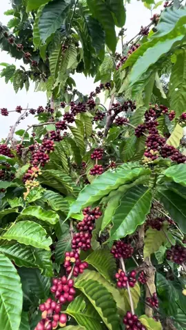 Hái tiền thôi #47daklak #xh #lamnong #caphe 