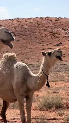 هذا اليوم #في هذا اليوم 