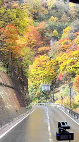 Đường vào thung lũng Kamikochi hiện tại đang rất đẹp . Ở 1 số đỉnh núi thì đã có tuyết phủ sớm trắng xoá . Năm nay lạnh sớm thật các bạn ạ #xuhuong 