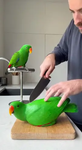 Parrot's HILARIOUS Reaction to 