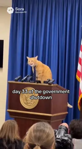#snapbenefits #ebt #catsoftiktok #governmentshutdown2025 