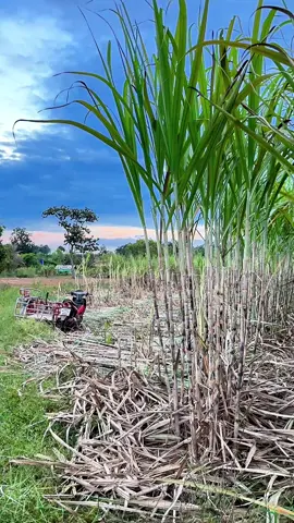 ตัดอ้อยปลูกกันจ้า🐛🦖 #เกษตรพอเพียง #เกษตรอินทรีย์ 