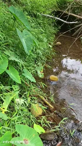 hna troh2 syara teh lom.. boh drien krhot#promomakanharian 