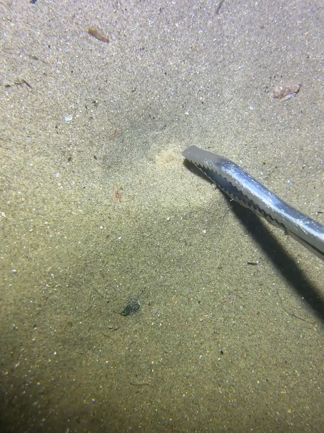 #fishing #deepsea #nemo #eels #diving #crab #lobster #beach #nature #sea #catchthesea