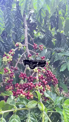 haheho🤲🏻😂 #petanikopi #kopilampung #fyp 