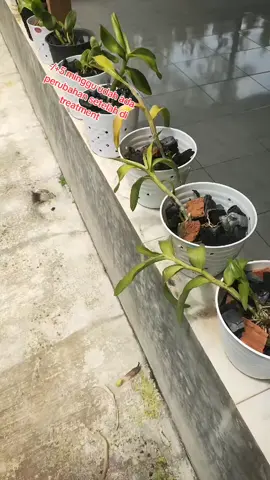 #pupukanggrek #anggrek #anggrekbulan #anggrekdendrobium #anggrekindonesia 