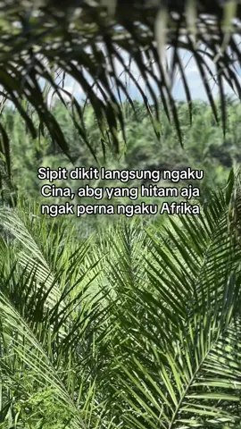 #foryoupage #petanimuda #petanisawit #storysawit🌴🌴 #kontenhiburan 