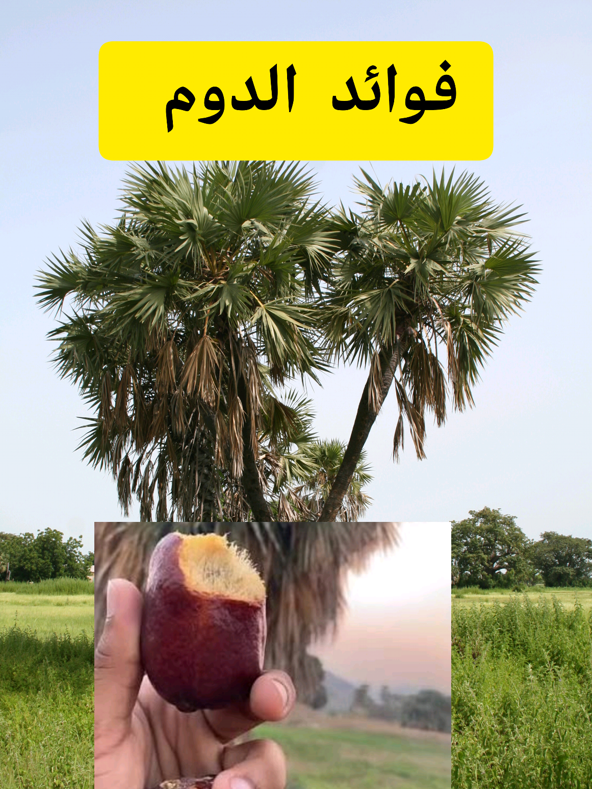 فوائد الدوم #الشعب_الصيني_ماله_حل #creatorsearchinsights #السودان_مشاهير_تيك_توك 