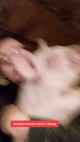 кабан бублик #поросенокбублик #кабанпетя #чиназес #кабанбублик #травяныесвиньи 