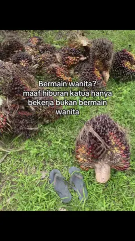 #kulisawit #anakpetanisawit #pemanensawit #kutipberondolansawit #sawitontiktok 