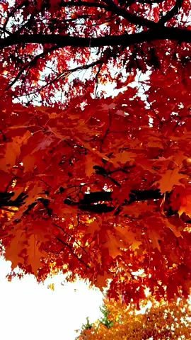 #souzan396 #صباح_الخير  صباح الخير🤍🌹☕ الصباح بستانٌ جميل تفوح من أزهاره رائحة التفاؤل...