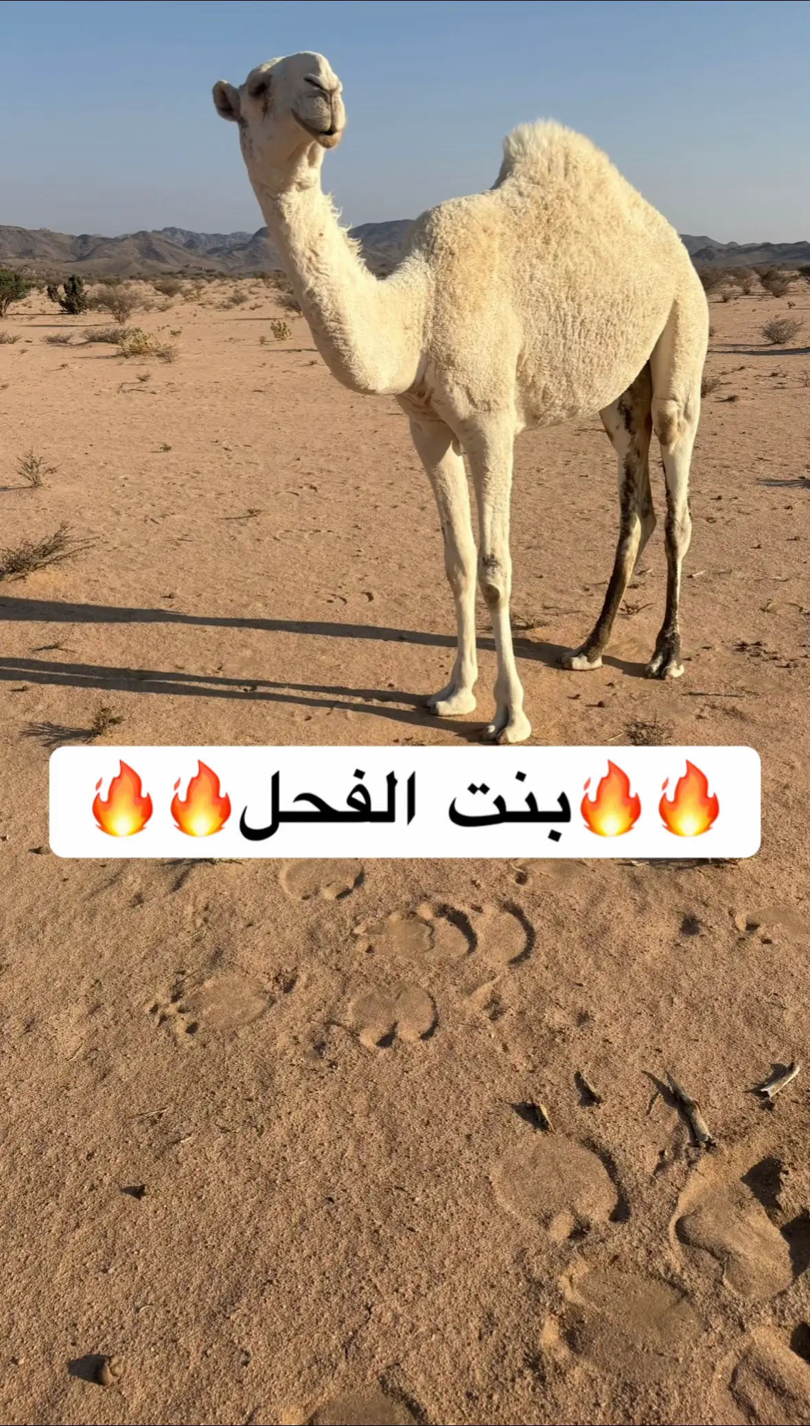 #نوادر_الحيران #فحل_الجزية #فردية #البدو #اكسسسسسسسسسسسسسبلوررررررررر 