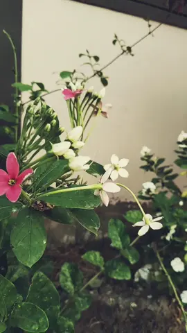 جڏهن ڪنهن انسان جي دل ۾ اسان لاء احساس مري ويندو آهي تڏهن اسان انهن لاء سواء هڪ عام انسان جي ڪجهه به ناهيون هوندا پوء ڀل اسان ان اڳيان تڙپون لڇون پوء به ان کي ڪو فرق نه پوندو!! @✌شيخ اياز ❤  #سھڻي_سنڌھ #foryoupage #pppppppppppppppppppppp #mynewaestheticaccountplzspportme #mynewaestheticaccountplzspportme 