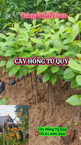 Cây Hồng Tứ Quý  #cayhongtuquy #cayhong #cayhongtet 