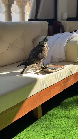 #الشعب_الصيني_ماله_حل😂😂 #الشعب_الصيني_ماله_حل😂😂 #مقناص_الصيد #مقناص_الصيد ##مقناص_الصيد 