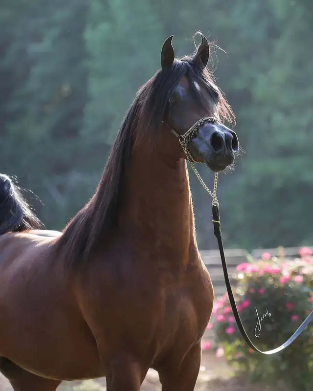 #ونعم_بالله_العلي_العظيم♥ #لاله_الا_انت_سبحانك_اني_من_الظالمين #صلوا_على_رسول_الله #توكلت_على_الله #استغفر_الله 