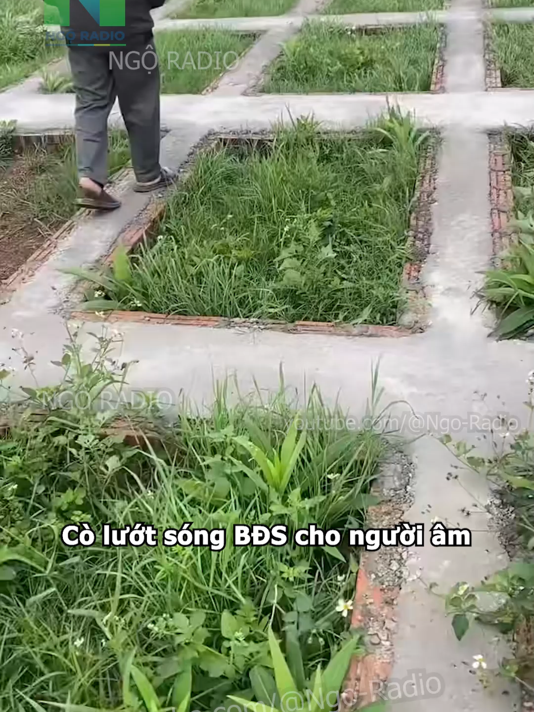 Cò lướt sóng BĐS cho người âm#viraltiktok #ngoradio #tintuc #cuocsong #haihuoc